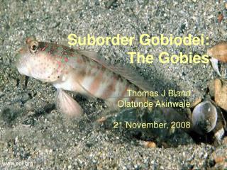 Suborder Gobiodei: The Gobies