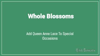 Buy Queen Anne's Lace Flower for Floral Arrangements