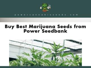 Marijuana Seeds | 710 Genetics Seeds | Power Seed Bank