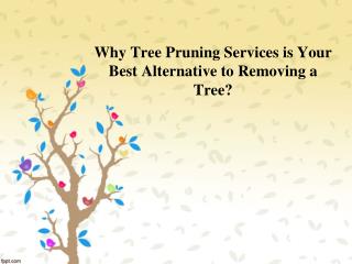 Why Tree Pruning Services is Your Best Alternative to Removing a Tree? - Northern Tree Services