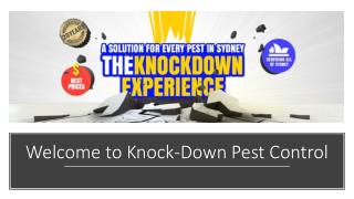 Get Top-Notch Pest Control Services - Knockdown Pest Control