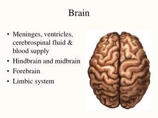 Brain