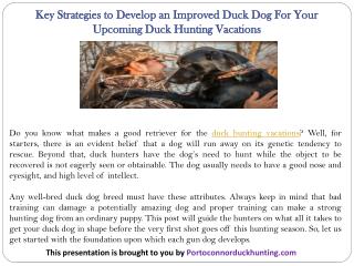 Key Strategies to Develop an Improved Duck Dog For Your Upcoming Duck Hunting Vacations