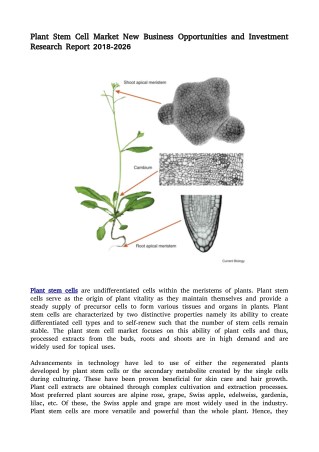 Plant Stem Cell Market New Business Opportunities and Investment Research Report 2018-2026