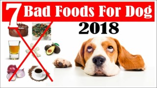 7 Worst Foods That Are Bad For Dogs ! Dog Health Tips 2018