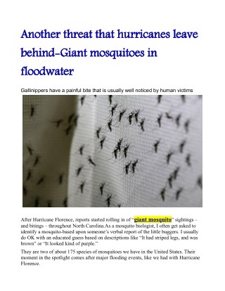 Another threat that hurricanes leave behind: Giant mosquitoes in floodwater