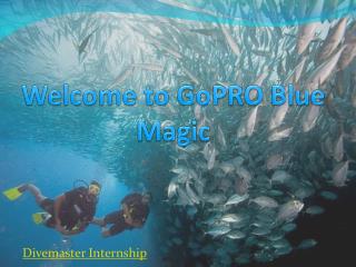 Blue Magic’s Divemaster Internship