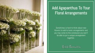 Design best floral arrangements with agapanthus flower