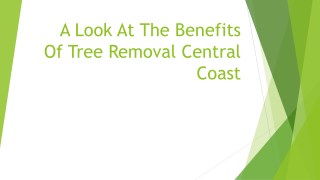 A Look At The Benefits Of Tree Removal Central Coast