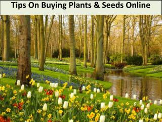 Tips On Buying Plants & Seeds Online