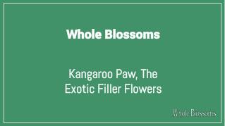 Exotic Kangaroo Paw Flower for Flower Arrangements