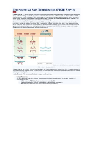 Bivariate Cell Cycle Assay (BrdU/PI)