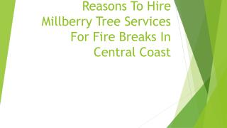 Reasons To Hire Millberry Tree Services For Fire Breaks In Central Coast