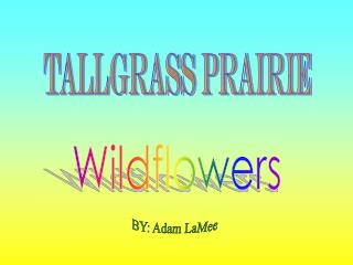 Tallgrass Prairie