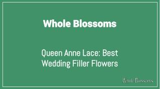 Get the Best Queen Anne's Lace Wedding Filler Flowers