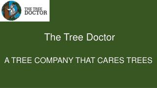 Tree Pruning Services in Sydney | The Tree Doctor