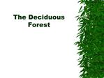 The Deciduous Forest