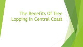 The Benefits Of Tree Lopping In Central Coast