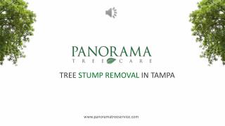 Tree Stump Removal in Tampa - Panorama Tree Service