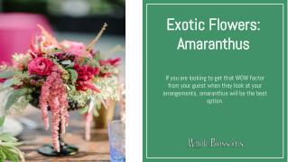 Find out exotic amaranth flower at wholesale prices