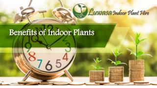 Benefits of Indoor Plants