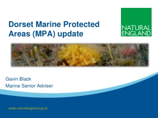 Dorset Marine Protected Areas (MPA) update