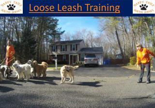 Loose Leash Training