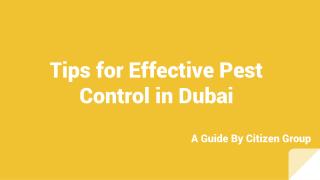 Professional Pest Control Services in Dubai | Citizen Group of Companies