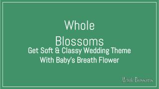 Get Soft & Classy Wedding Theme with Baby's Breath(Gypsophila) Flower