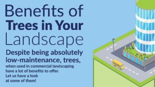 Benefits of Trees in your Landscape!