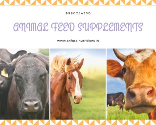 Animal Feed Supplements