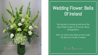 Wedding Flower: Get the Best Catchy Bells of Ireland Flowers for Unique Floral Arrangements