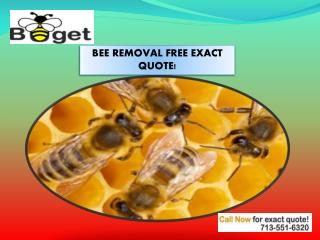 Houston Bee Removal| Budget Bee Control