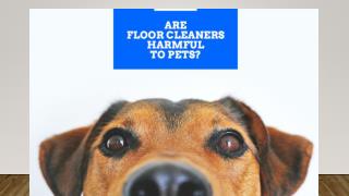 Floor Cleaners and Safety of Pets – a Brief Guide