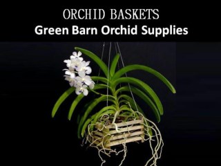 Shop New Styles of Orchid Baskets at Greenbarnorchid.Com