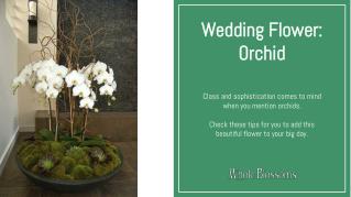 Decorate Your Special Day with Orchid Flower