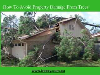 How to avoid property damage from trees