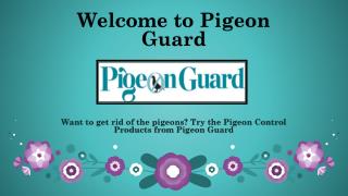 Bird Cleaning and Disinfecting- Pigeonguard.com