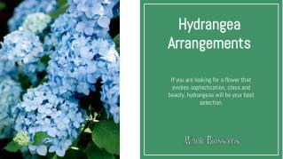 Know About the Beautiful Cheap Hydrangeas Arrangements
