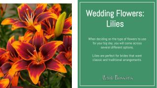 Choose the Best Wedding Fragrant Lilies for Sale