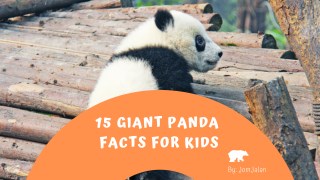 15 Panda Facts for Kids