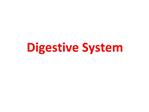 Digestive System