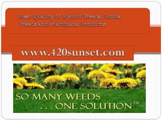 Best Weeds distributor in the USA |420 Sunset