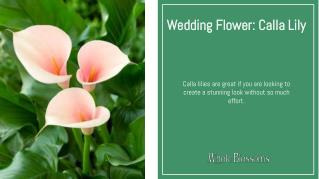 Select Your Best Quality of Calla Lilies for Flower Arrangements