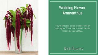 Find Best and Affordable Amaranth Wedding Flower