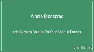 Get the Best Addition of Gerbera Daisy Flower to Your Special Events