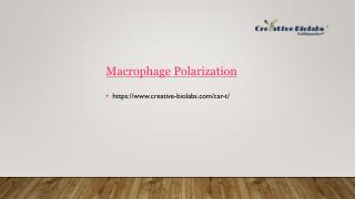 Macrophage Polarization