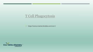 T Cell Phagocytosis