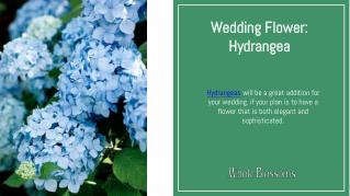 Choose Great Addition of Hydrangeas Flower Online