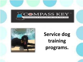 How to train a dog to be a service dog